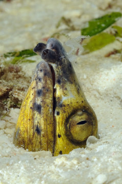 Black-Finned Snake Eel (Ophichthus melanochir) with the head sticking out of the sand. Macro photo taken in Malapascua island, Cebu Philippines