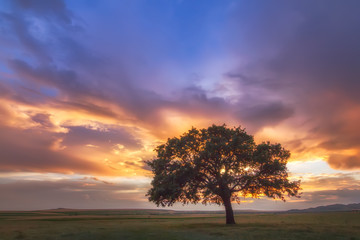 Beautiful landscape with a lonely tree in a field, the setting sun shining through branches and...