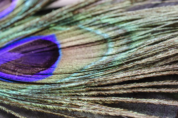 Peacock feather with a picturesque pattern photographed from a close distance
