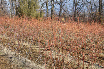 blueberry plants in the field