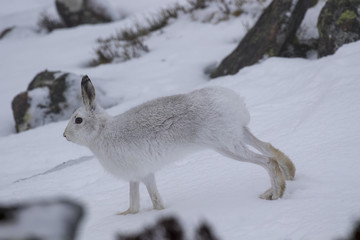 mountain hare, Lepus timidus, wild in group and running on snow in winter, february in the cairngorms national park, scotland
