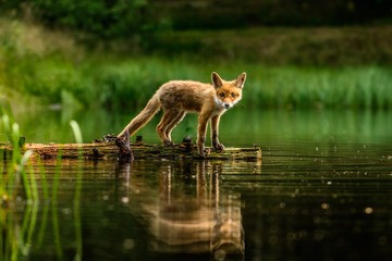 Red fox in the woods(Vulpes vulpes)	