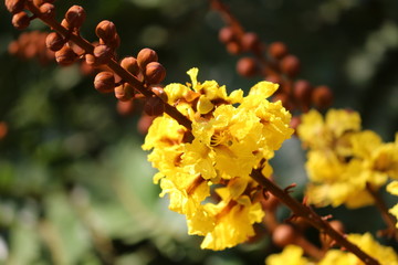 Peltophorum pterocarpum tree flowers and buds view in the garden
