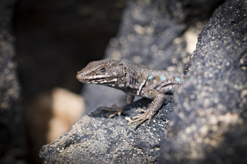 lizard Gallotia galloti