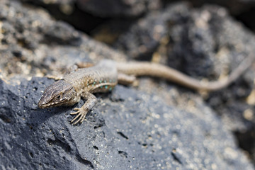 lizard Gallotia galloti