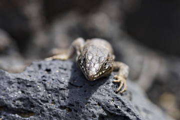 lizard Gallotia galloti