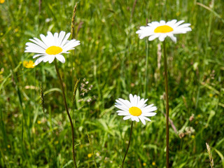 Daisies blooming on a meadow