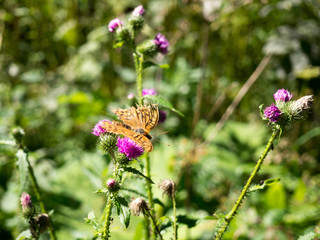 Fritillary butterfly sitting on a thistle