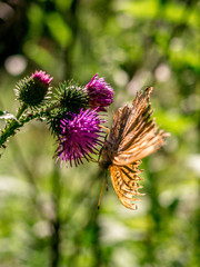 Fototapeta na wymiar Fritillary butterfly sitting on a thistle