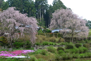 ２本のしだれ桜と自然の風景