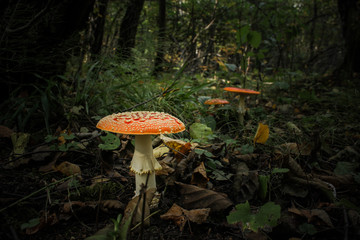 Amanita in the forest