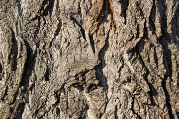 Tree bark texture