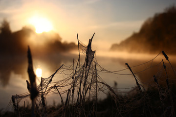 Thawing hoarfrost on a web./Autumn early in the morning during a dawn on a grass and a web the first hoarfrost has started to thaw.