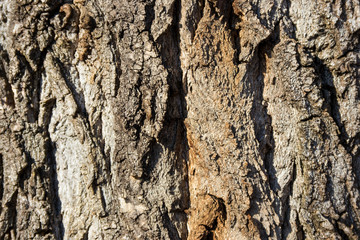 Tree bark texture