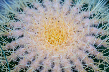 Close up thorns of cactus, Cactus Background