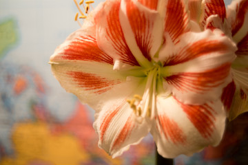 Fototapeta na wymiar Lovely pink lily