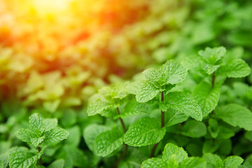 Green Mint leaves high healthy plant in home herbal garden with sunlight. © Quality Stock Arts