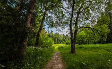 Summer field with flowers and trees
