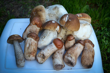 Mushrooms just out of the woods.