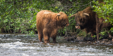 Pedigree Highland Mother cow and calf at a riverside in woodland 