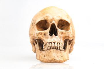 Human skull isolated on white background