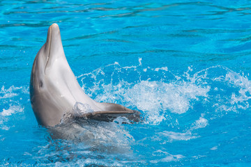 Fototapeta premium Smiling dolphin doing the backstroke. Blue water background.