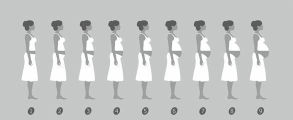  stages of changes in a woman's body in pregnancy on gray background