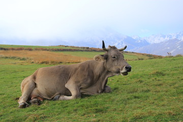 Wild cow grazing on a green meadow. In the background, high mountain snowy landscape.