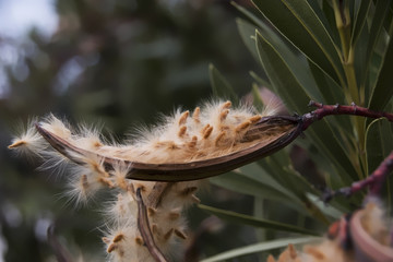 Nerium oleander seeds capsule close up