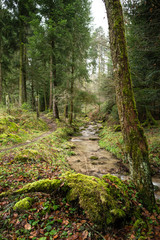 creek in a forest