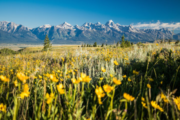 Fototapeta premium Mountain Flower Meadow