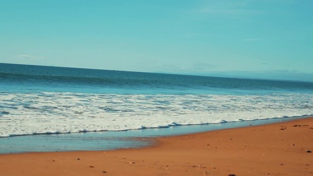 The dog runs along the shore of the ocean
