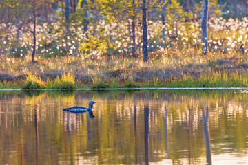 Red throated loon