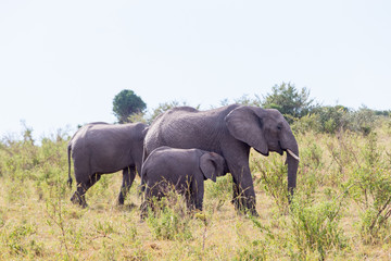 Naklejka na ściany i meble Elephants with a calf among the bushes