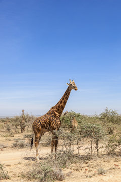 Giraffes among the trees on the savanna