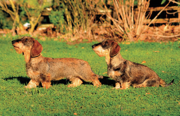 Beautiful dachshund puppy dogs portrait.