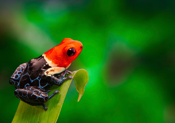 Fototapeta premium Red headed poison dart frog , ranitomeya fantastica. A poisonous small rainforest animal living in the Amazon rain forest in Peru.