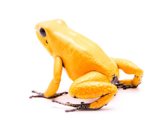 Obraz premium poison dart frog, Phyllobates terribilis yellow. Most poisonous animal from the Amazon rain forest in Colombia, a dangerous amphibian with warning colors. Isolated on white.