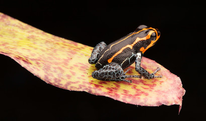Obraz premium poison dart frog, Ranitomeya imitator, Yumbatos. A small poisonous rain forest animal from the tropical Amazon rain forest in Peru. .