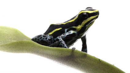 Obraz premium Small yellow striped poison dart frog, Ranitomeya ventrimaculata Rodyll from the Amazon rain forest in Peru Isolated on white background