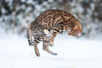Bengal Snow Action