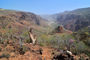 Socotra island scenery, Yemen
