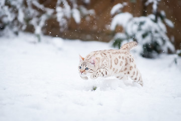 White Bengal Snow Run