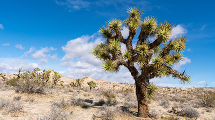 Joshua Tree
