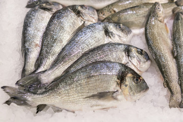 Gilthead (Sparus aurata) on ice at the seafood booth. Healthy and healthy food