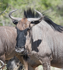 Blue wildebeest in etoscha national park in Namibia