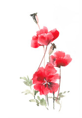 Gentle red poppy. Wild poppies. Watercolor poppy.