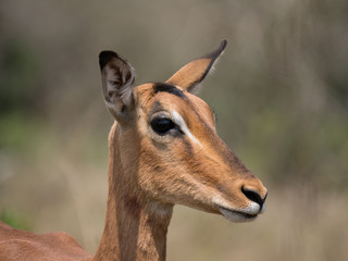Fototapeta premium Portrait de profil, d'une antilope, impala à l'affut.