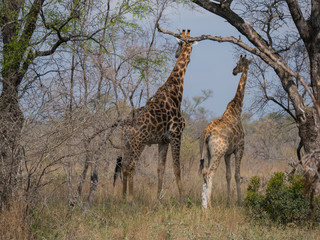 Girafe femelle avec girafon regardant l'horizon dans la savane.