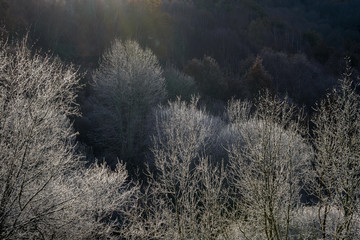 Frozen trees after a cold night